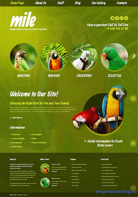 Exotic-Birds-Blogs-WordPress-Theme